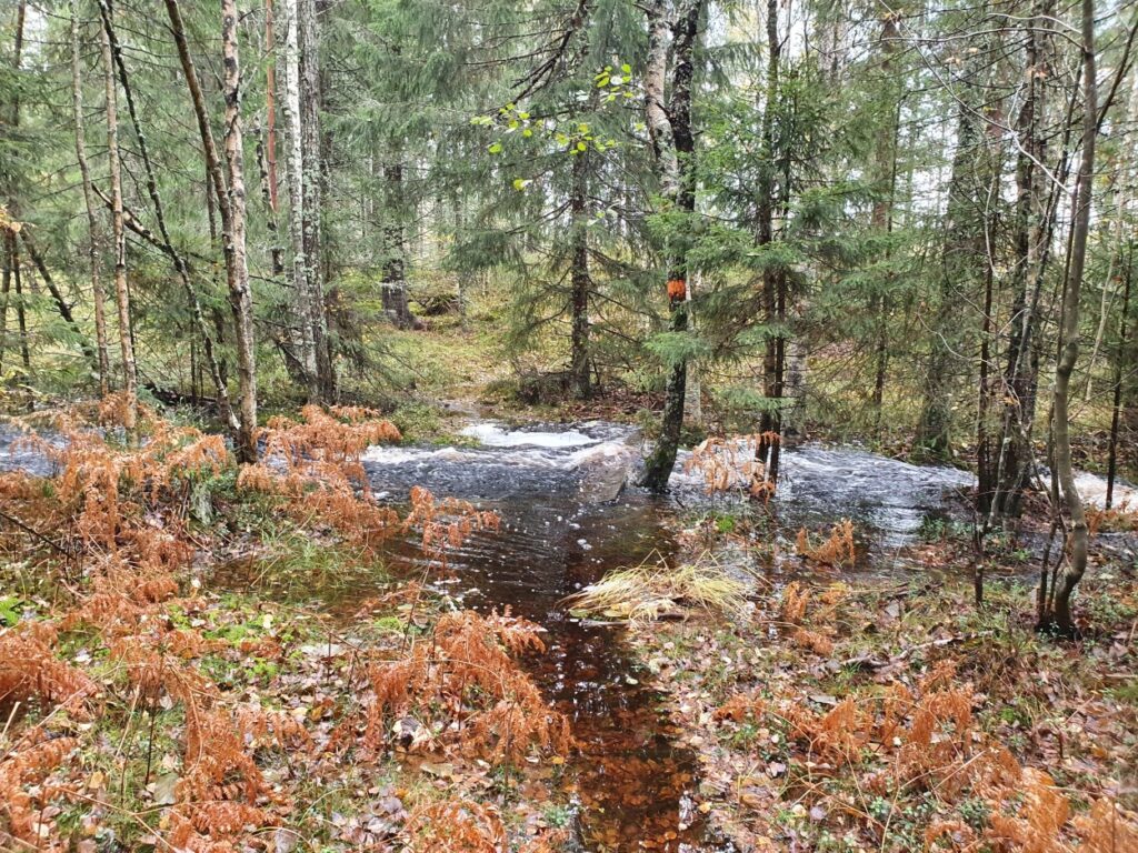 Tijdens de solotrekking in Zweden is er een vennetje ontstaan in het bos door regenval