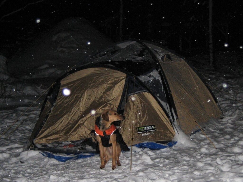 Mijn hond Laika zit voor de tent tijdens kamperen in de sneeuw