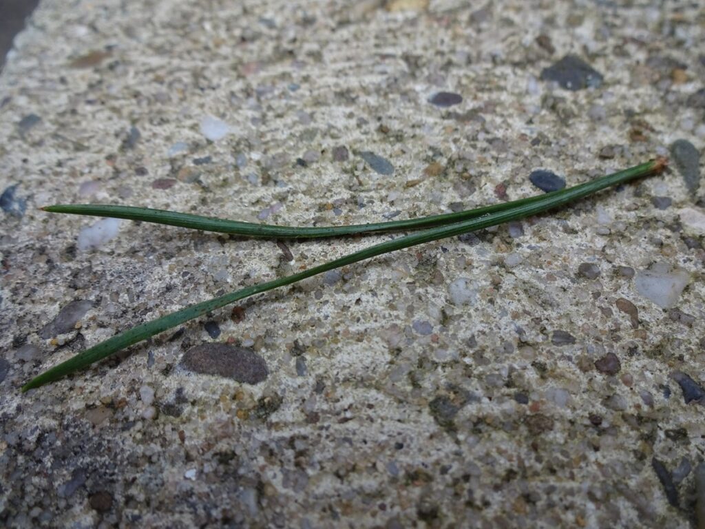 Groene naalden van een den van dichtbij