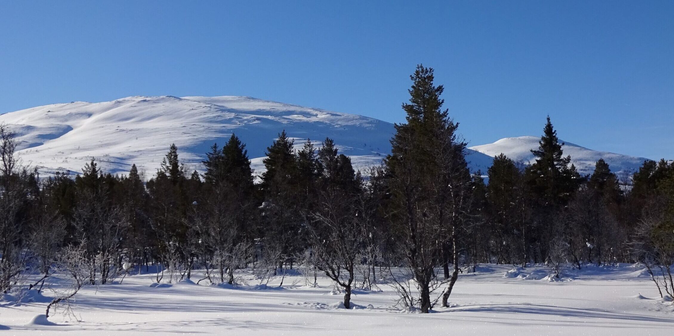 winterlandschap met sparren in de sneeuw Noorwegen