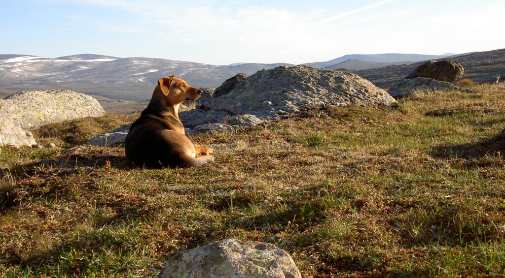 Trekking met mijn hond Laika in Noorwegen, een echt maatje.