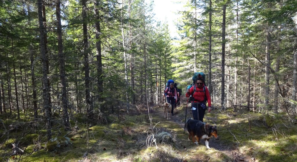Cursus met dropping voor hiken met rugzak en hond in Zweden van Northern Pioneers