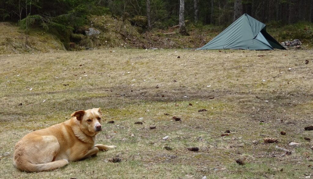 De hond bewaakt de tent tijdens een trektocht door Zweden met Northern Pioneers