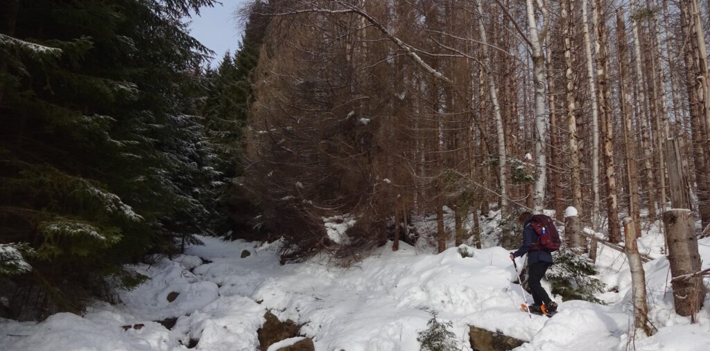 Sneeuwschoenwandelen of sneeuwwandelen op tubbs in de Harz in Duitsland.