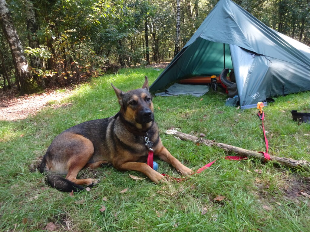 Kamperen met je hond in een tarp of tent