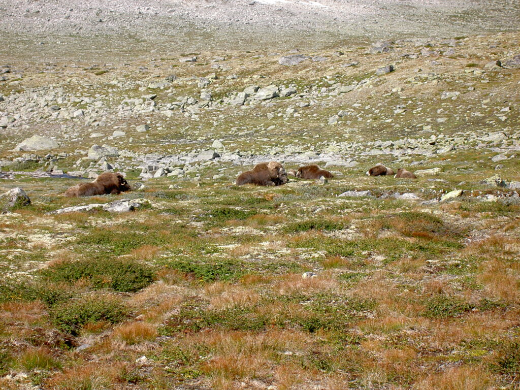 Expeditie naar muskusossen in Dovrefjell Noorwegen met Northern Pioneers