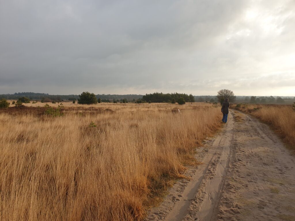 Hiken over de Sprengenberg op de Sallandse Heuvelrug