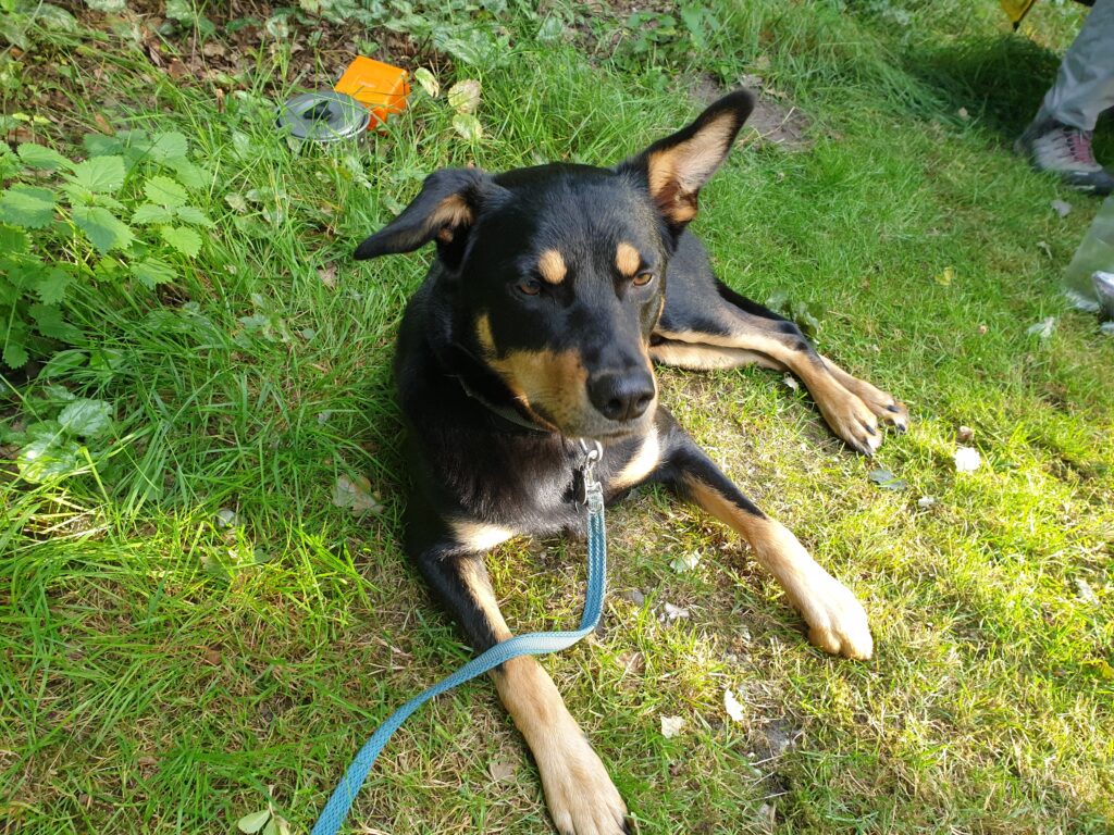 Australische kelpie bij de cursus Trekking met hond 2025