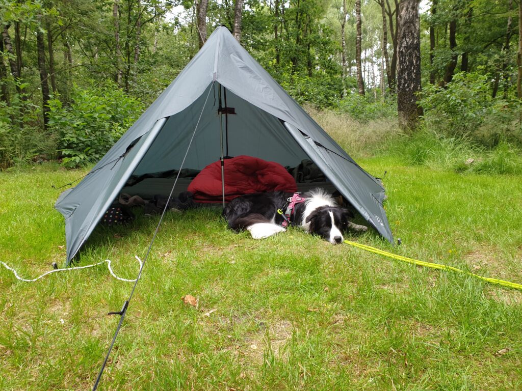 Bordercollie Stevie bij de cursus Trekking met hond 2025