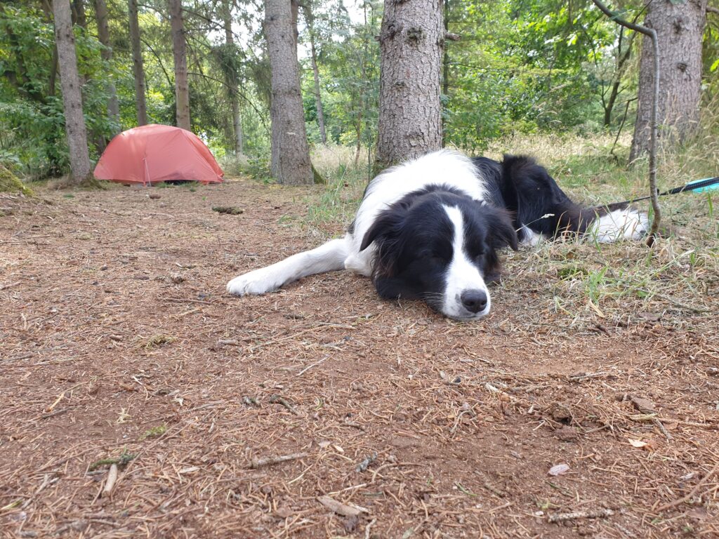 Bordercollie Stevie bij de cursus Trekking met hond 2025
