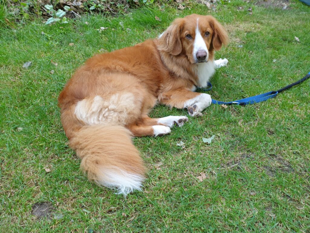 Toller Yoda bij de cursus Trekking met hond 2025