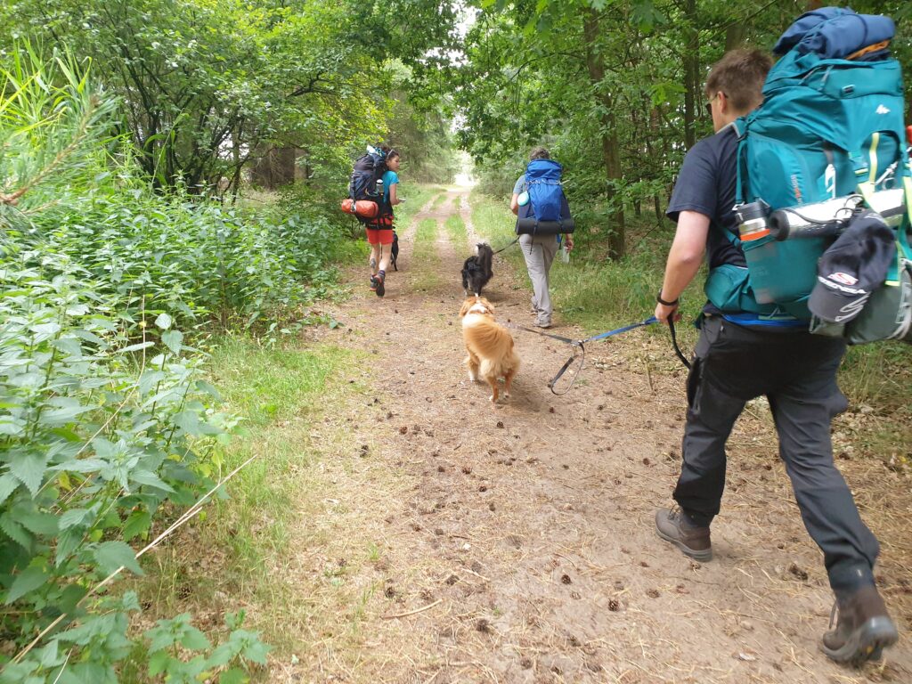 Een cursus waarbij je een trektocht maakt met je hond in Nederland en leert hoe je dat aanpakt