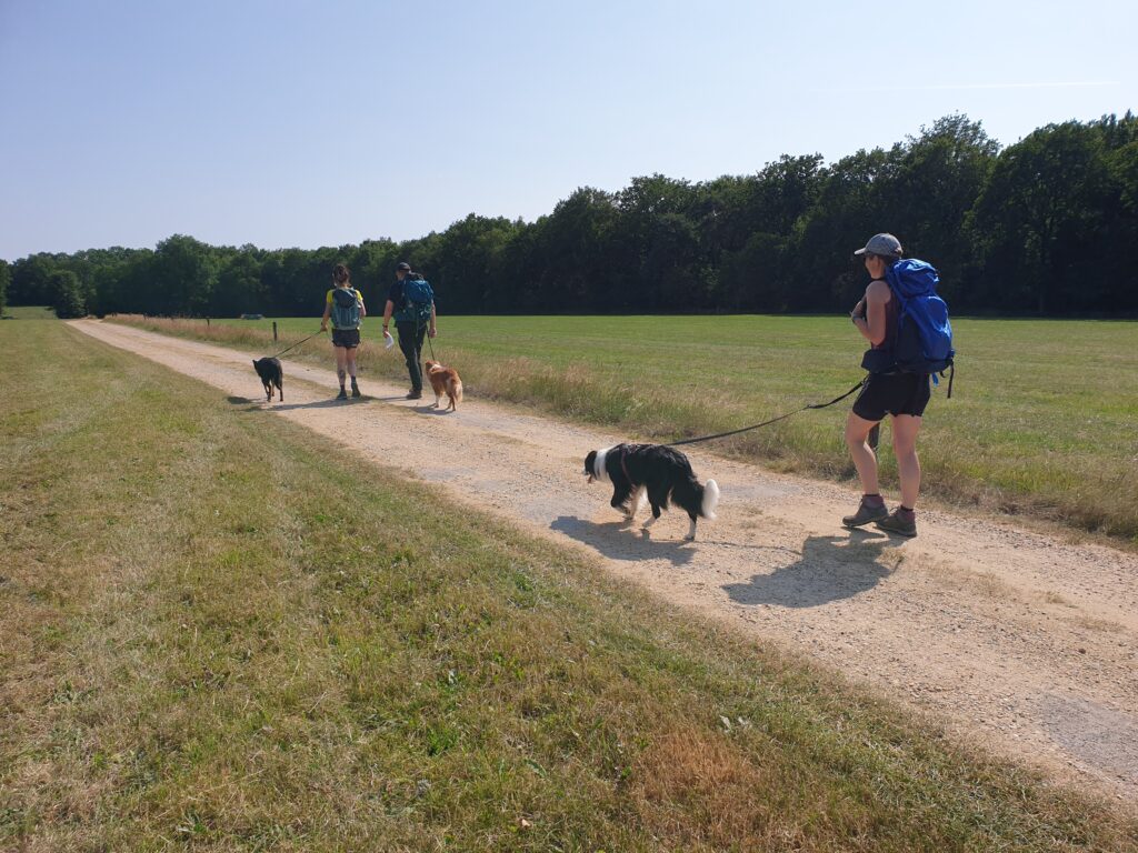 Navigatietocht bij de cursus Trekking met hond 2025
