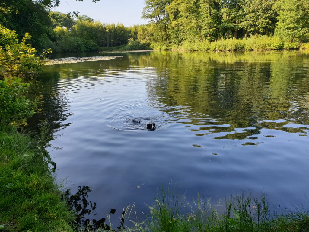 Zwemmende hond zoekt verkoeling bij de cursus Trekking met hond 2025
