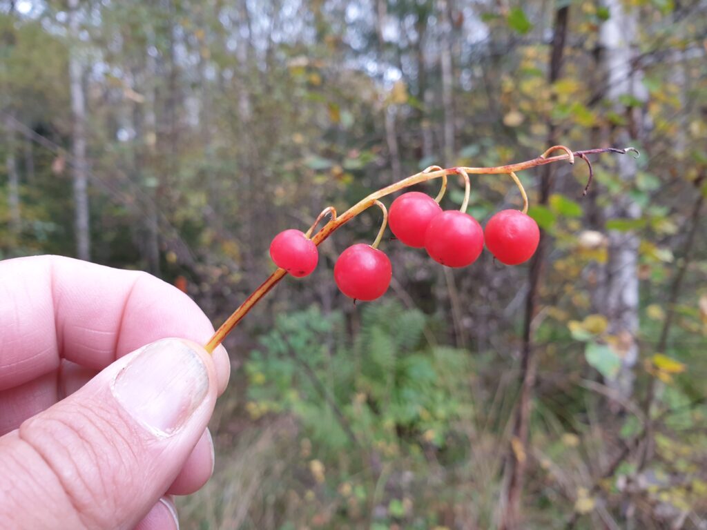 En als je het dan echt niet meer ziet zitten heeft de natuur nog wel een uitweg