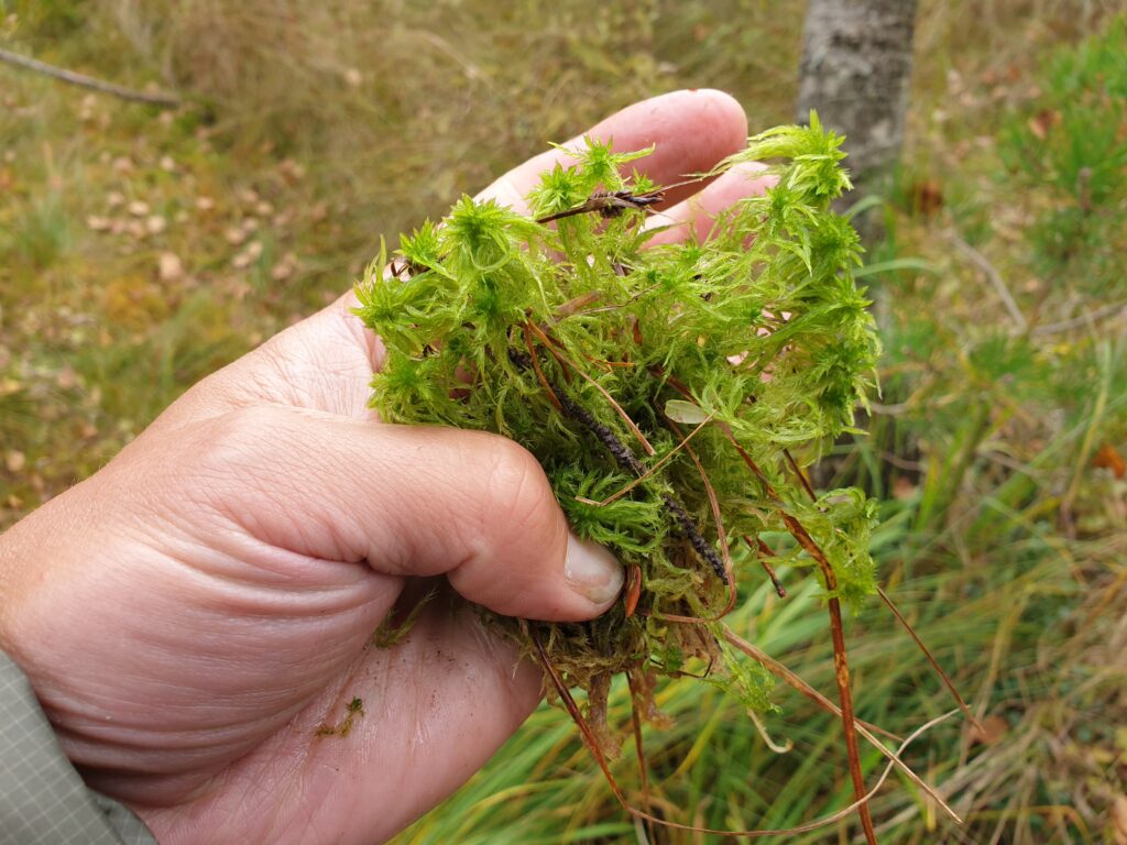 Mos bevat veel water