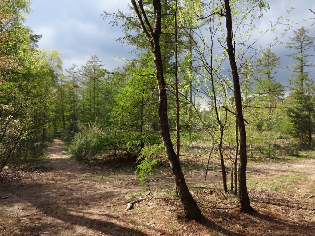 Navigeren over de wandelpaden in het bos bij een cursus van Northern Pioneers
