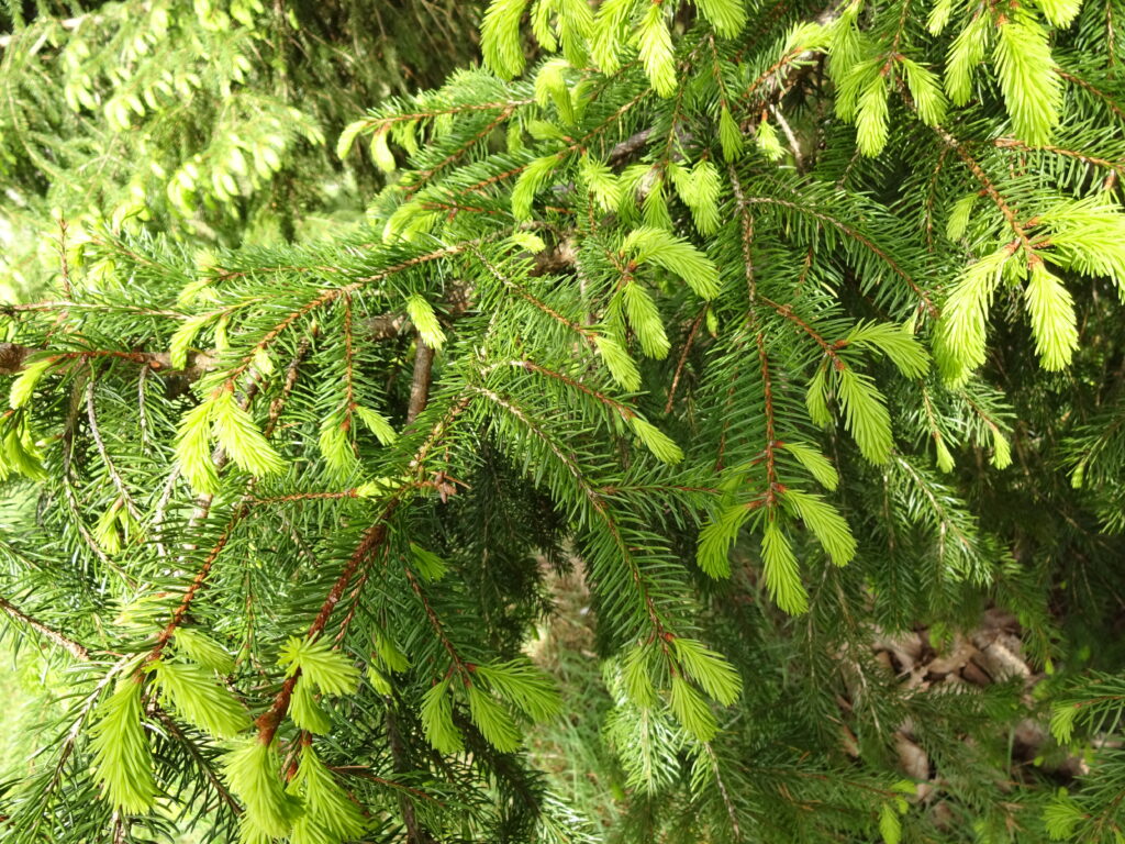 Thee van sparrennaalden bevat veel vitamine C