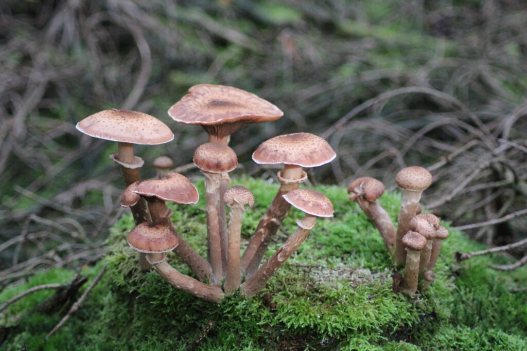 Paddestoelen zijn overal te zien bij een trektocht in de herfst op de Sallandse Heuvelrug