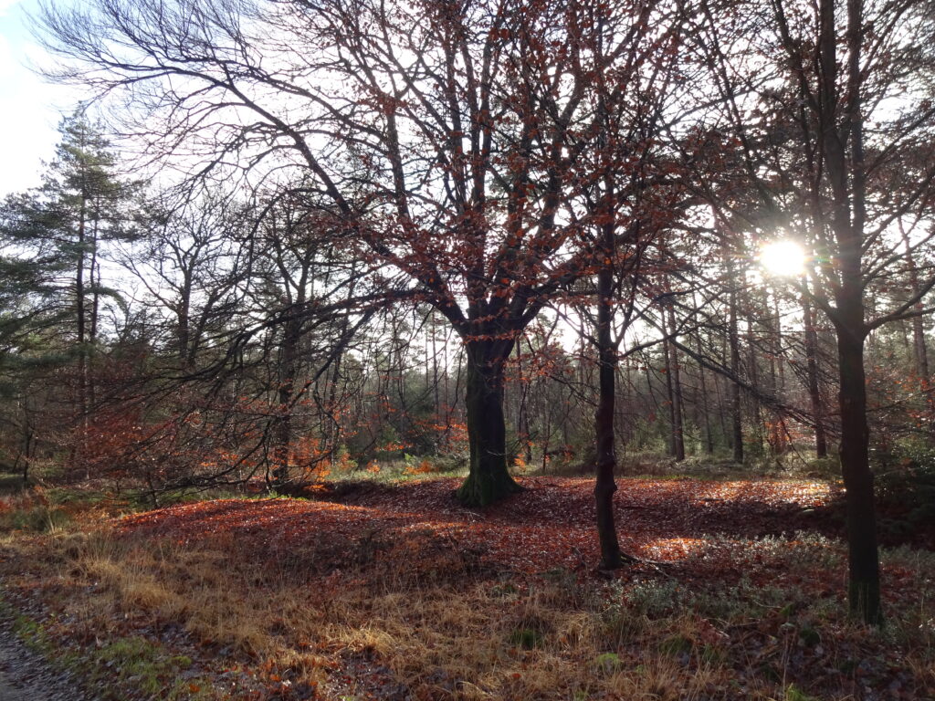 De zon schijnt door de bomen op de Sallandse Heuvelrug