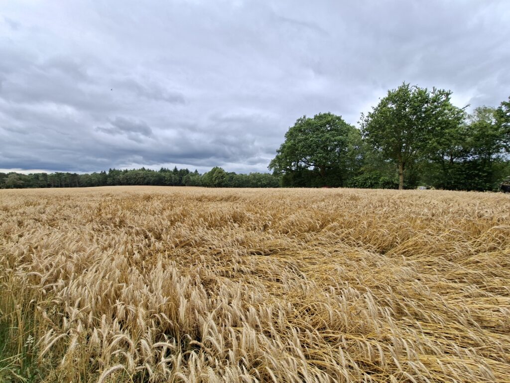 Een stiltewandeling voor je mentale rust