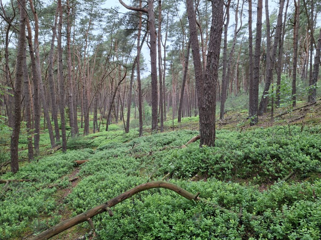 Waar vind je goed hout voor een kampvuur
