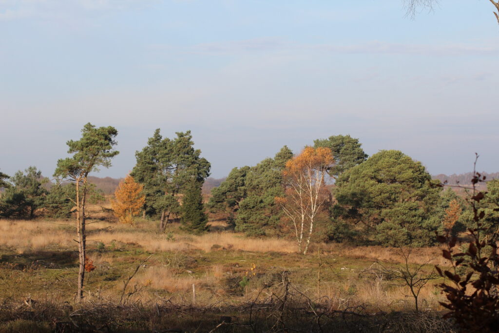 Wandeltraining op de Sallandse Heuvelrug